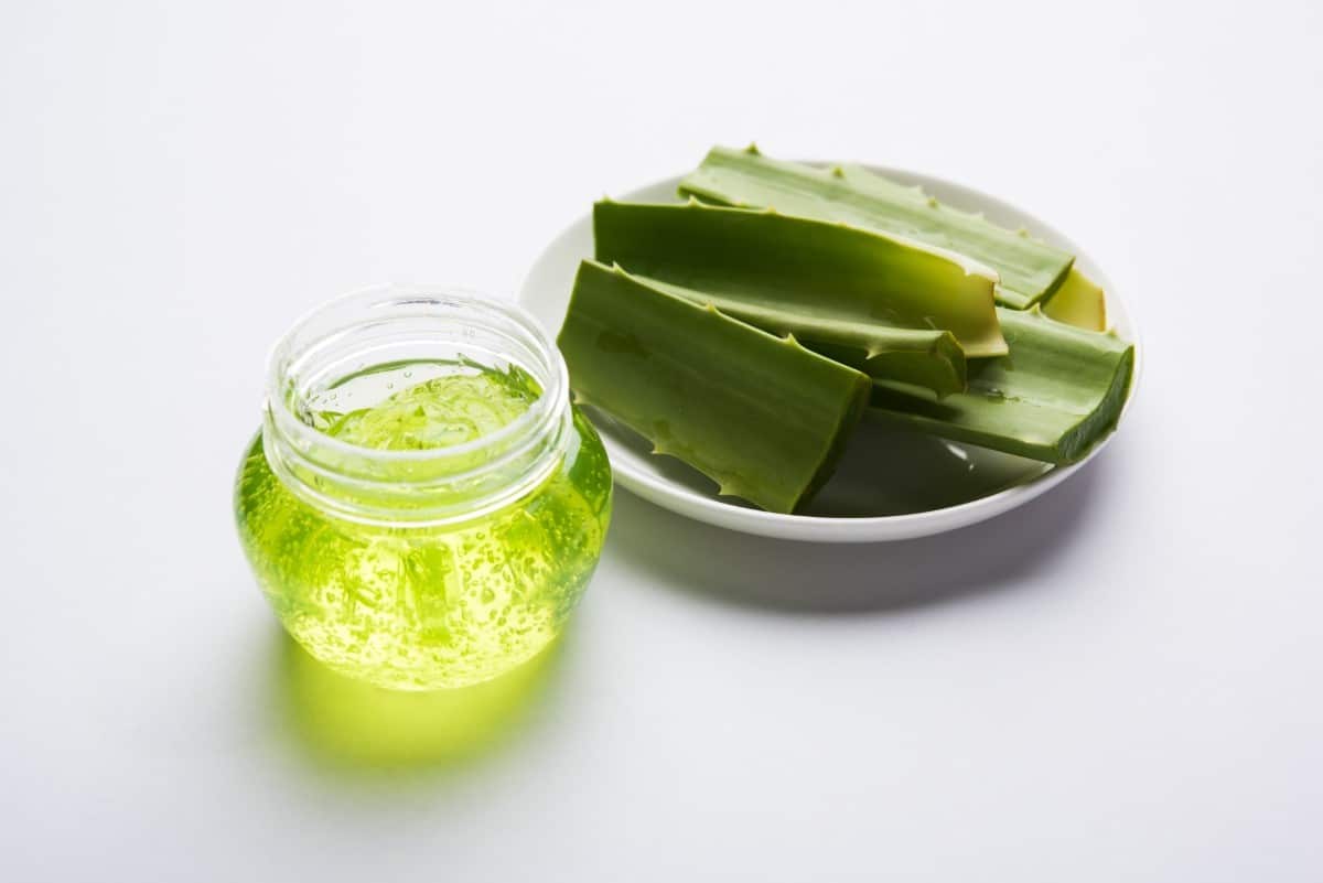 Bienfaits et applications du gel d'aloe vera