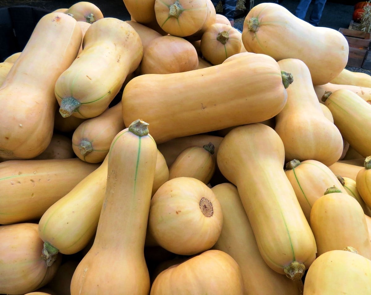 courge butternut