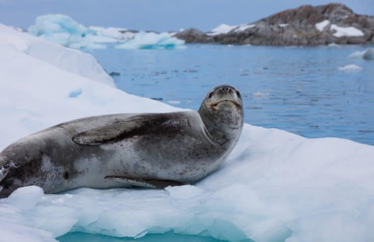 Croissance des rencontres entre léopards des mers près des côtes antarctiques