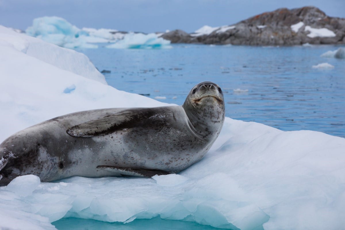 Croissance des rencontres entre léopards des mers près des côtes antarctiques